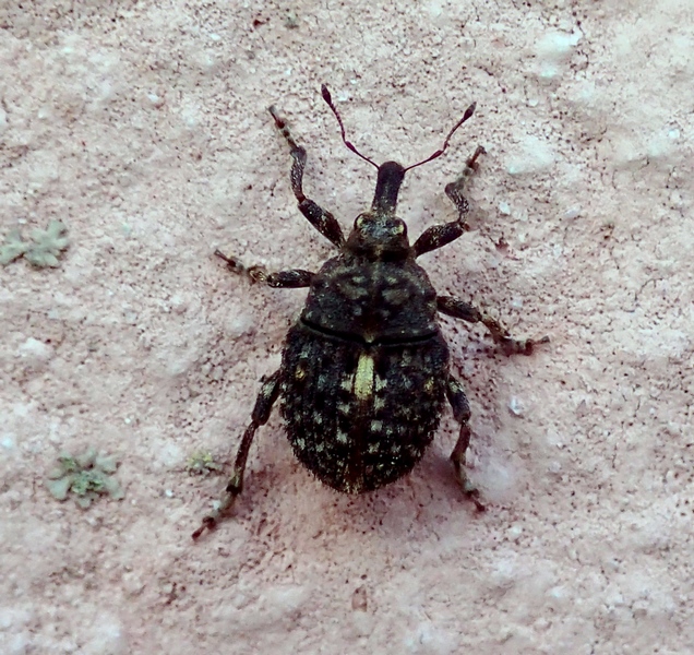 Piccolo curculionidae - Phrydiuchus topiarius (cf)